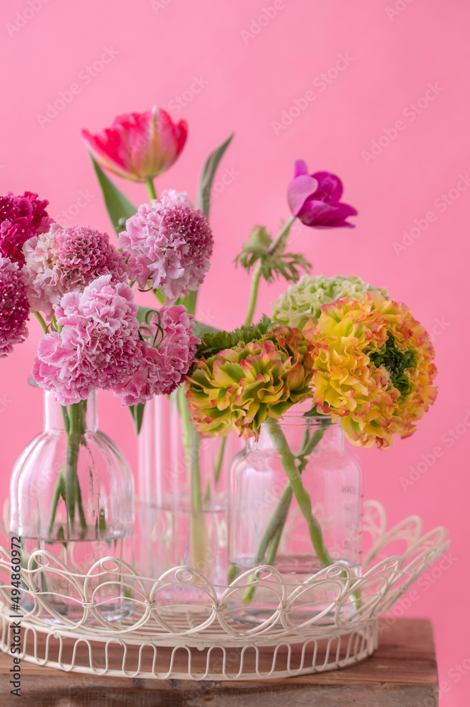 Obraz premium スカビオサ 春の花 ピンク色の背景