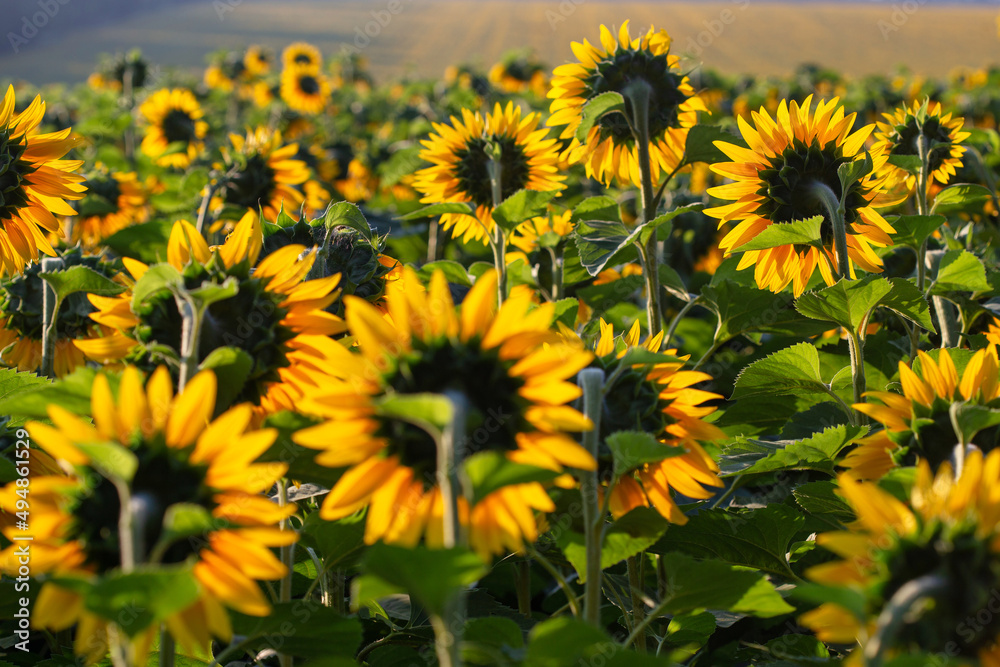 ukraine, field of yellow sunflowers at sunset ukraine, field of yellow sunflowers at sunset
