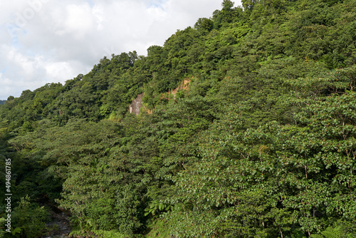 Lush green forest on a mountain photo