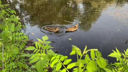 Ducks looking for food on a lake in Kyiv region, Ukraine