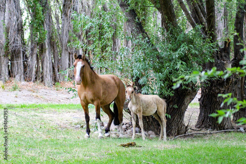 Canvas Print Distant view of the Criollo horse and baby horse standing on the grass of the fo