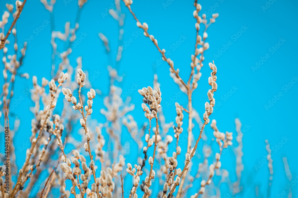 Willow catkins in spring. Willow catkins in spring.