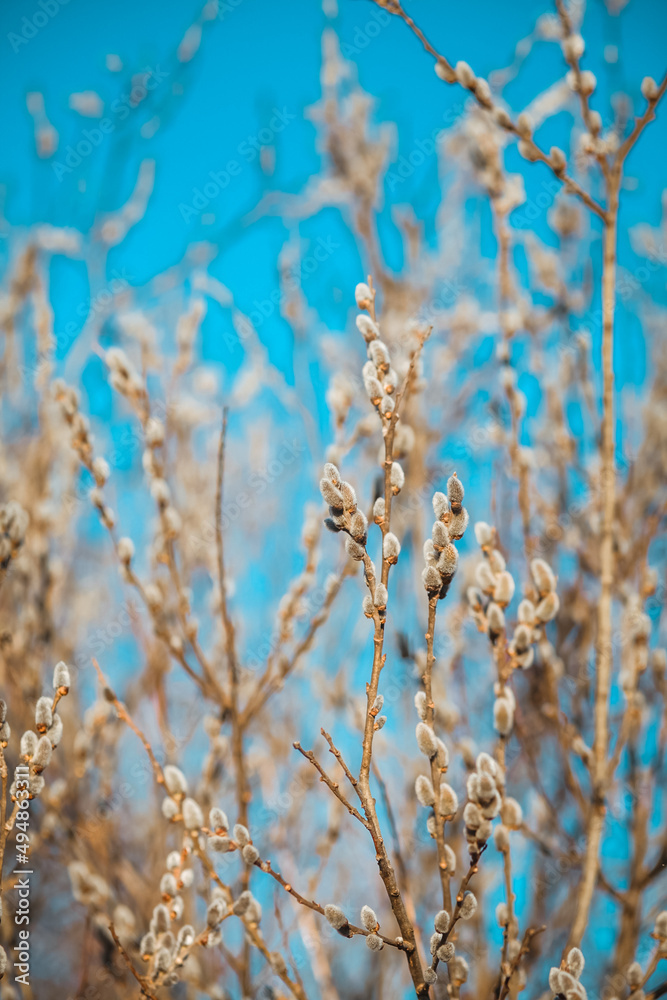 Willow catkins in spring. Willow catkins in spring.