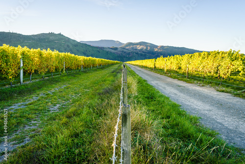 Perspective shot from a barrier line of symmetrically surrounded by vineyard fields.