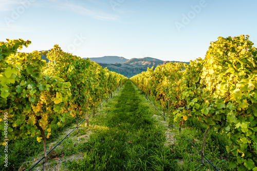 Perspective symmetrical shot of vineyard fields.