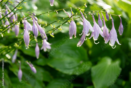 The flowering hosta with rain drops. One of the varieties of hosta plant. Selective focus close up