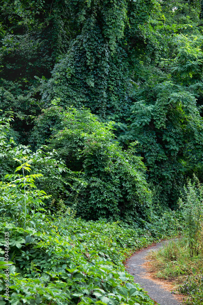 Obraz premium Road in a beautiful magic and fairy forest. Mystical wood