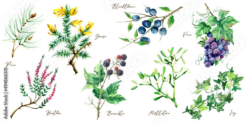 Hand painted watercolor botanical illustration, wild wlowers and berries  photo