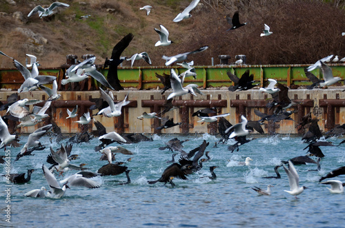 Seagulls and cormorants fishing in the sea