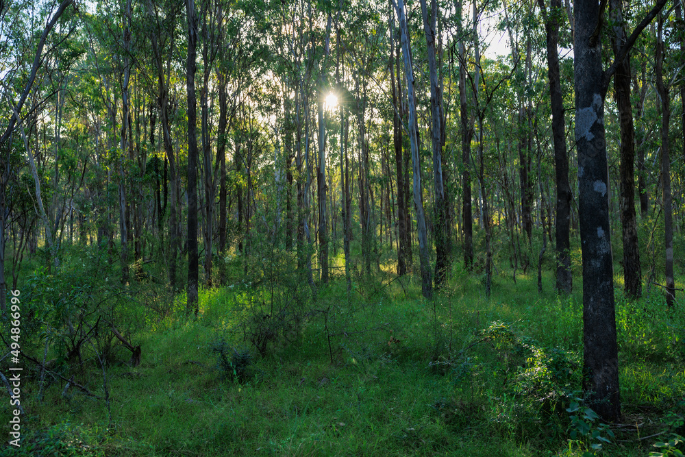 Obraz premium 無人ののどかな森の中にある小さな透き通った池