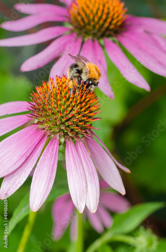 Bumblebee pollinating echinacea flower.