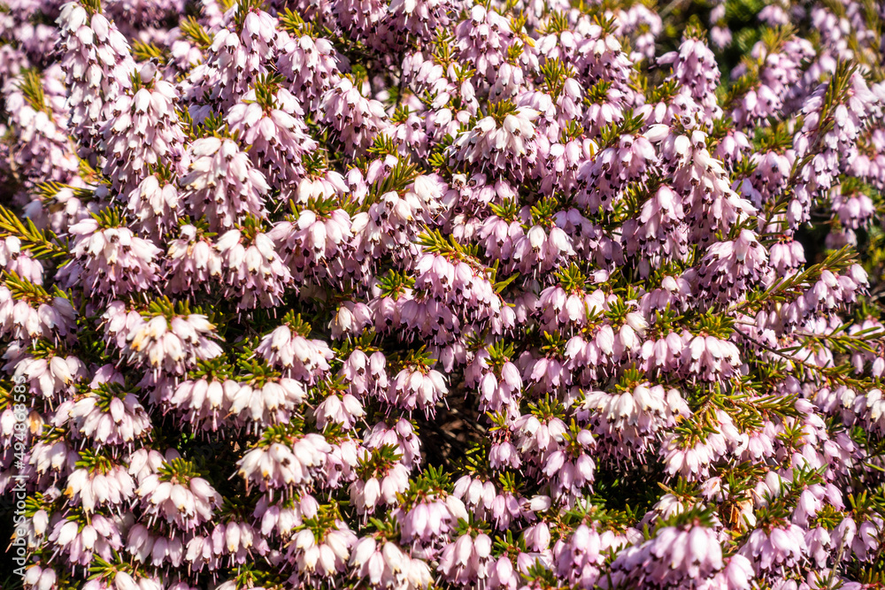 Pink heath shrub flowering in spring. Pink heath shrub flowering in spring.