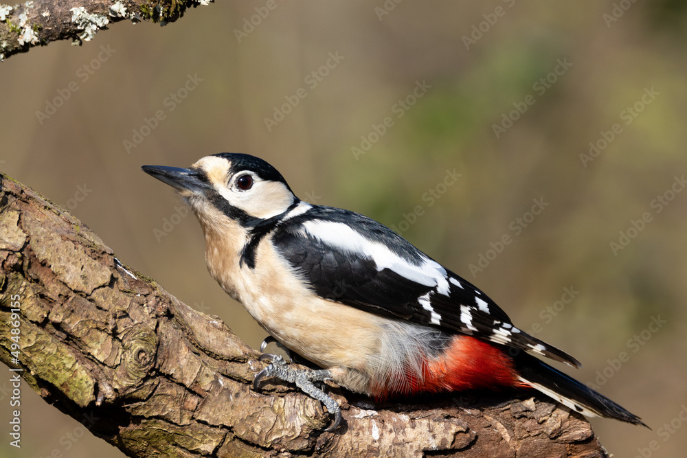 Obraz premium Great Spotted Woodpecker Dendrocopos major)