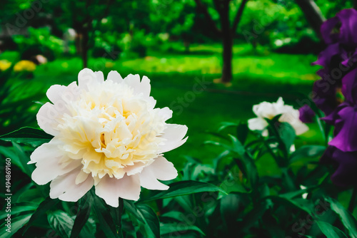 Paeonia officinalis flower (European common peony flower). Paeonia officinalis, the common peony flower, or garden peony, is a species of flowering plant in the family Paeoniaceae.