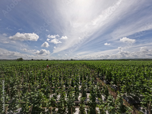 View of cucumber field in sunny day against background of bright blue sky and white clouds, countryside scene