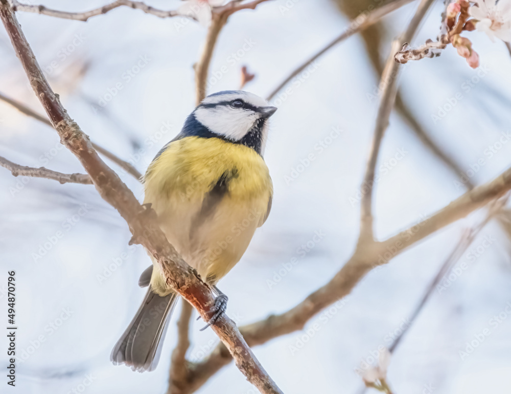 Fototapeta premium Blaumeise im Baum