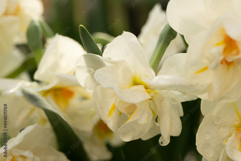 Fototapeta premium Terry Narcissus. Very beautiful double daffodil flowers in the morning sun. White and yellow double daffodil on blurred bokeh background