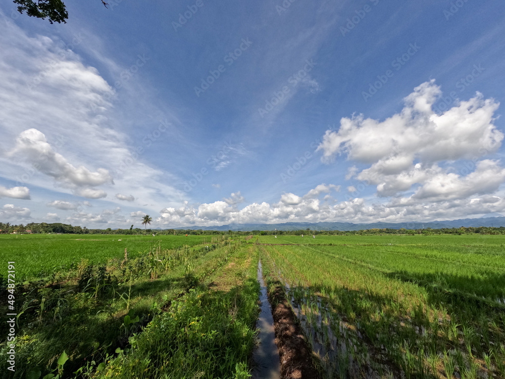 View of rice fields during the day with blue sky and white clouds in the background, sunny day in the countryside