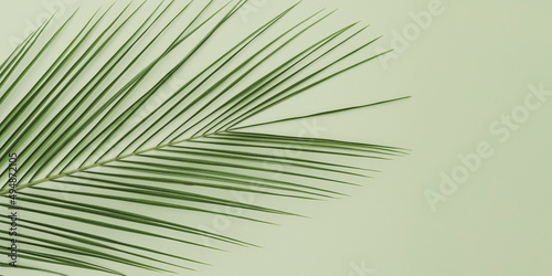 Palm leaf branch on green background.