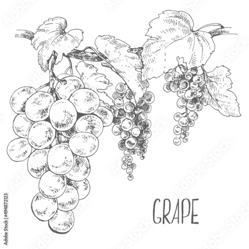 Hand drawn vector fresh grape vine image