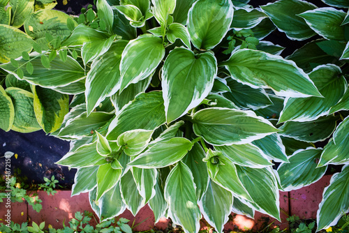 Funkie in the garden. Hosta plant photo