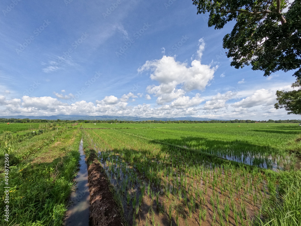 Obraz premium View of rice fields during the day with blue sky and white clouds in the background, sunny day in the countryside