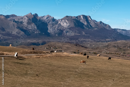 Herd of cows in the meadows of the Mountains of Montenegro in autumn at Durmitor National Park, Zabljak.