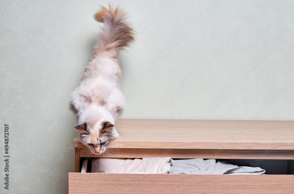 Obraz premium Cute beige cat standing on a chest of drawers with open box