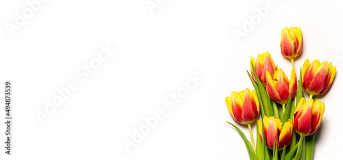 Red and yellow tulips on white background top view with copy space #494873539