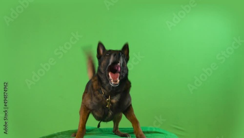 Terrible angry shepherd dog barks at the enemy. 
Green screen. With alpha channel. ProRes 4444. 4K.
