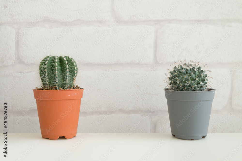 Cactus in plastic pot on wooden table with white brick wallpaper background copy space. Hipster lifestyle, nature minimal concept. Cactus in plastic pot on wooden table with white brick wallpaper background copy space. Hipster lifestyle, nature minimal concept.