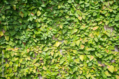 Detail of green climbing plants on wall background - Natural outdoor background concept. © pla2na