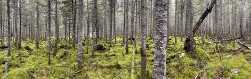 panorama d'une forêt boréale © Pascal Huot