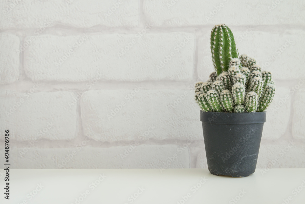 Cactus in red plastic pot on white table with white brick wallpaper background copy space. Hipster lifestyle, nature minimal concept. Cactus in red plastic pot on white table with white brick wallpaper background copy space. Hipster lifestyle, nature minimal concept.