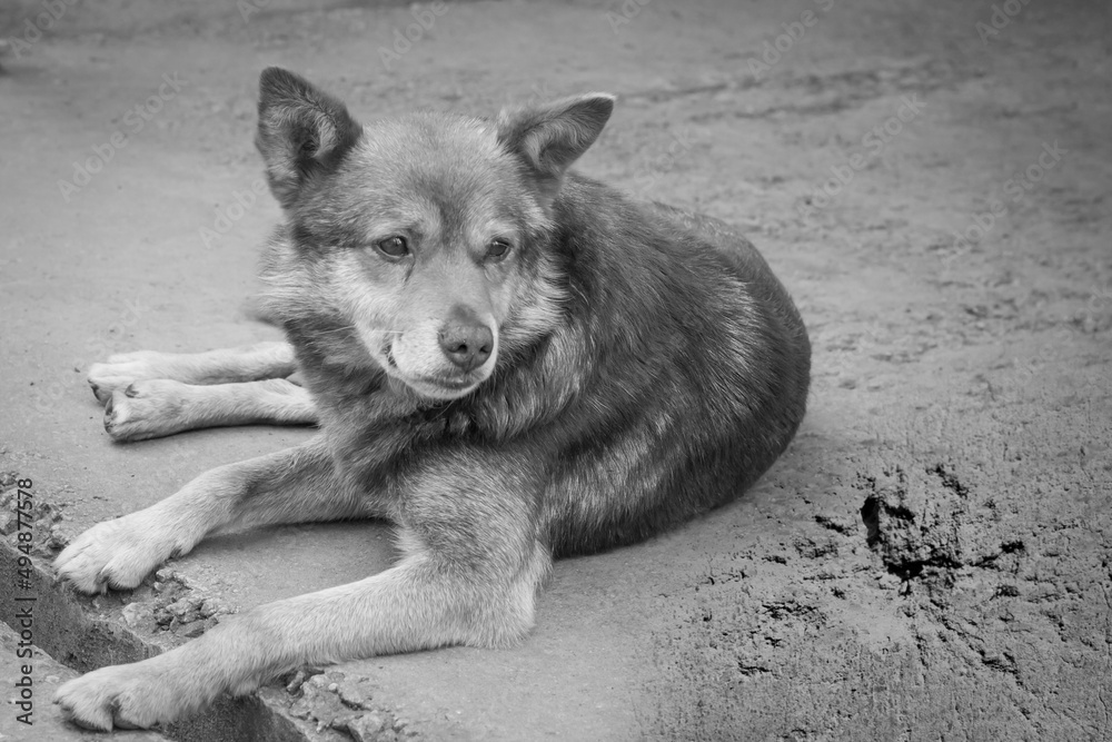 An abandoned dog on the street is crying.