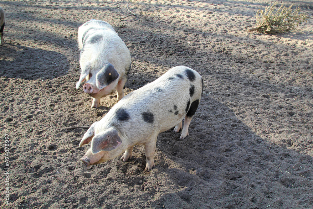 Ein gepflecktes Schwein auf einem Hof.
Ein gepflecktes Schwein auf einem Hof.