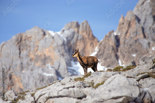 Chamois in the snow on the peaks of the National Park Picos de Europa in Spain. Rebeco,Rupicapra rupicapra.