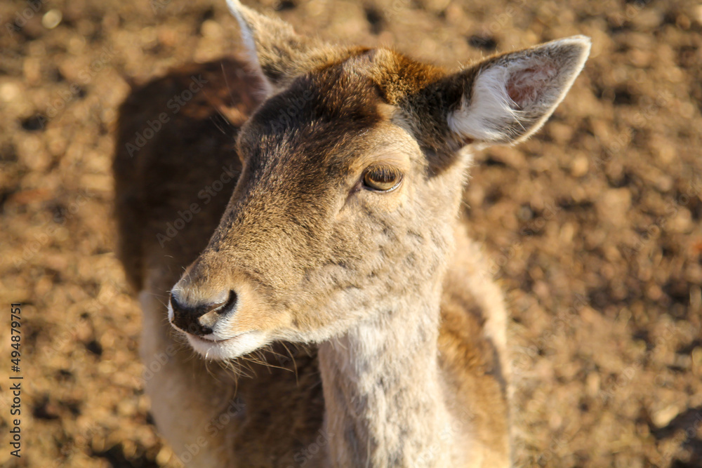 Rehe, Hirsche, Paarhufer in einem Gehege.
Rehe, Hirsche, Paarhufer in einem Gehege.