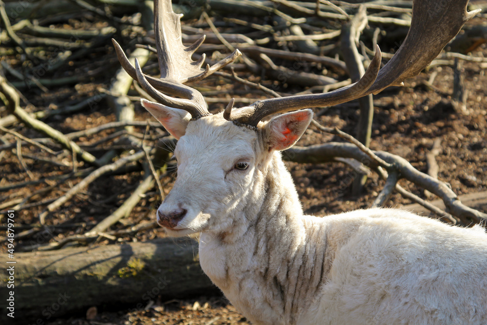 Rehe, Hirsche, Paarhufer in einem Gehege.
Rehe, Hirsche, Paarhufer in einem Gehege.
