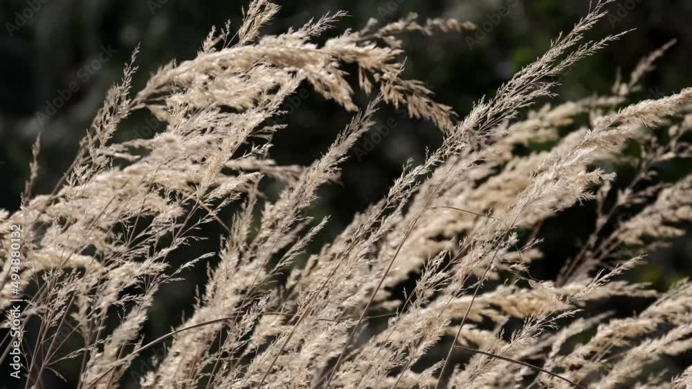 A crop of winter grasses swaying in a light Spring breeze, England.