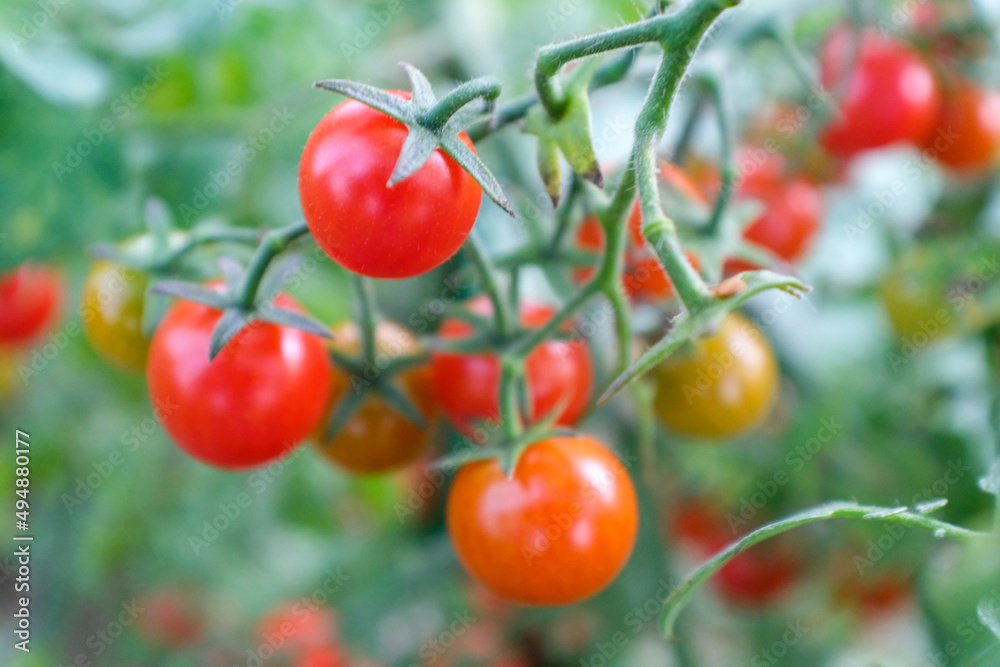 Red and orange young tomatoes on branches, close-up. Horizontal composition with a tomato bush and ripening tomatoes for publication, poster, screensaver, wallpaper, postcard, banner, cover, post