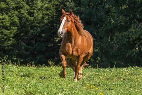 Fotografija Portrait of a chestnut draft horse running across a pasture