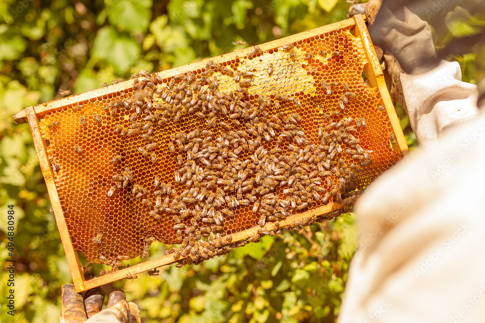 Beekeeping concept. A beekeeper collects honey, close-up of a frame of evidence of honey with bees, honeycombs and bees
Beekeeping concept. A beekeeper collects honey, close-up of a frame of evidence of honey with bees, honeycombs and bees