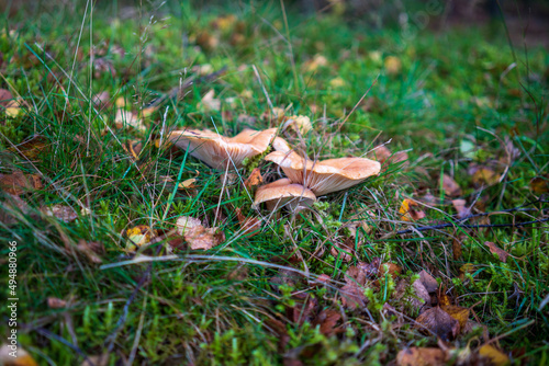 mushrooms growing in the autumn leaves in the grass © Tim