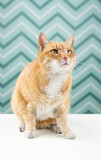 Chory kot - rudy kot na zielonym tle - przestraszony kot - biały krawat - zielone tło - kot do skoku