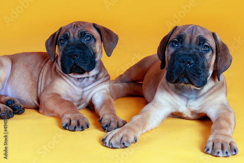 Close-up studio portrait of two cute bull mastiff puppies lying down on yellow background. Red short hair, funny wrinkled faces with dark mask, copy space.