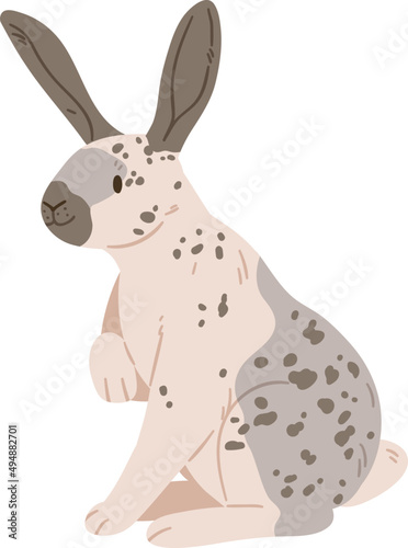 English Checkered Breed of Rabbit Realistic Illustration