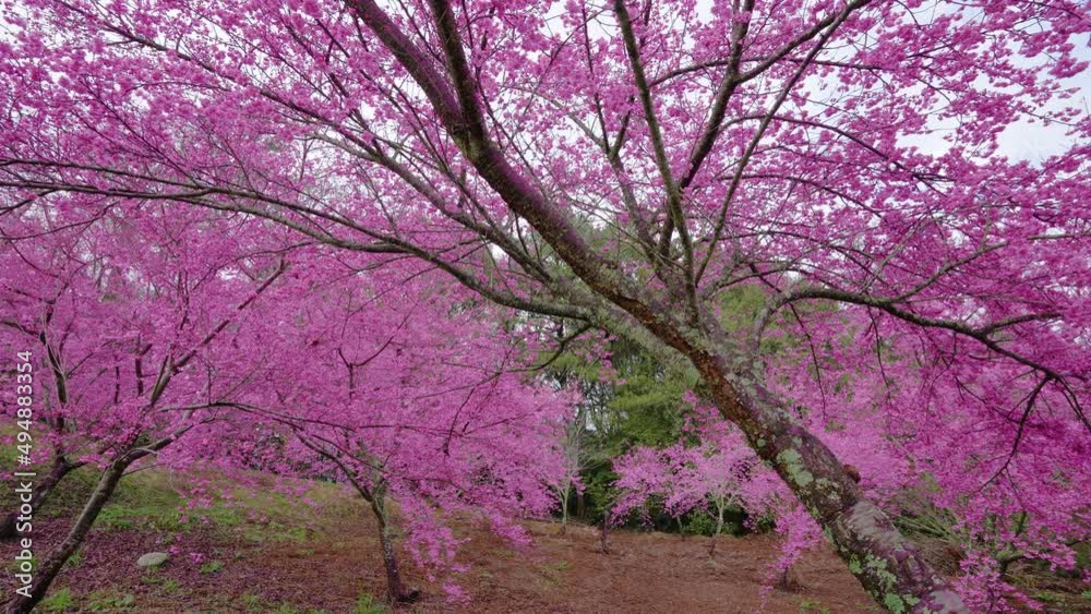 Beautiful pink cherry blooms (sakura tree) in the park. Cherry blossoms in the Fushou Mountain Farm. Heping District, Taichung City, Taiwan. 2022 Beautiful pink cherry blooms (sakura tree) in the park. Cherry blossoms in the Fushou Mountain Farm. Heping District, Taichung City, Taiwan. 2022