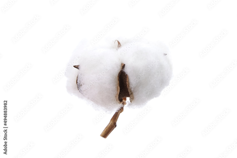 Cotton plant flower isolated on white