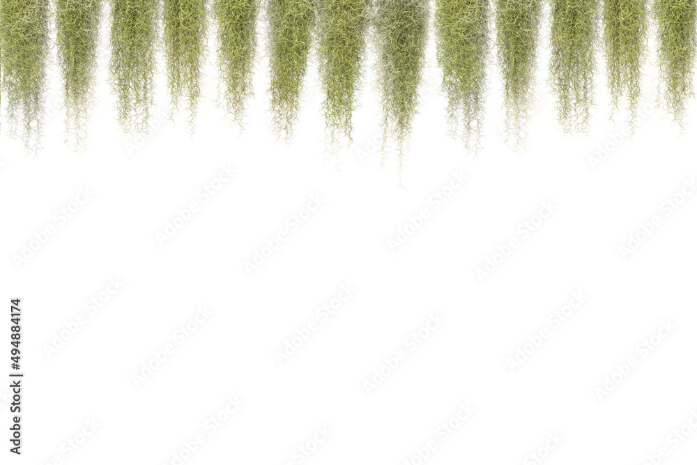 Premium Photo  Spanish moss isolate on white background. clipping path.